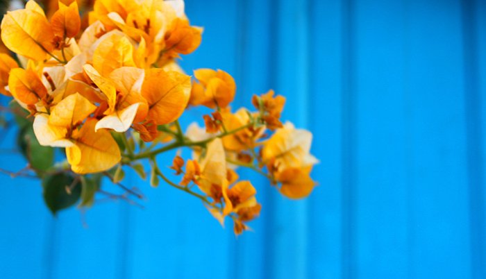 Красочные желтоватые цветы на ярко-синем фоне - использование ярких цветов в фотографии