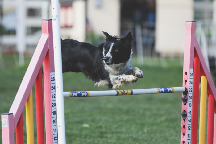 Cool pet photography action shot of the black and white dog jumping in the agility course