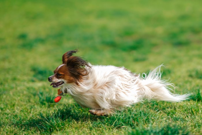 Cool pet photography action shot of the cute brown and white dog running through grass