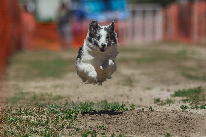 Крутая фотография собаки, снятая во время соревнований по аджилити