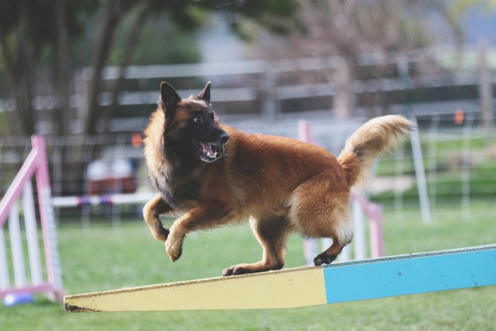 Крутой снимок коричневой собаки, бегущей во время игры на ловкость