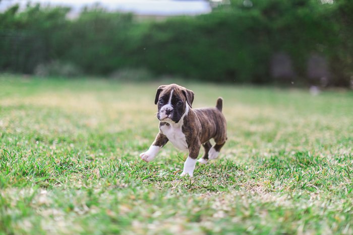Милая собака фотографии действия фотографирование коричневый и белый щенок ходьбы на траве