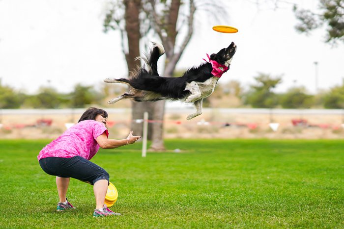 Крутой снимок собаки колли, прыгающей за фрисби, брошенным хозяином