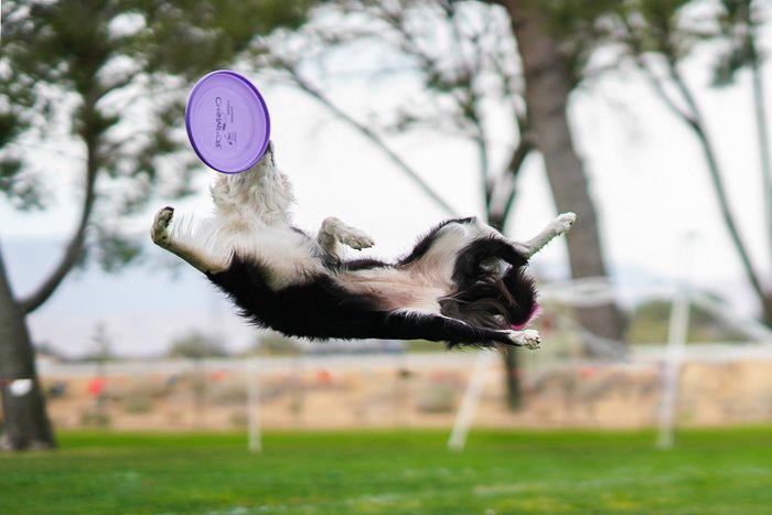 Cool pet photography action shot of the collie dog jumping for a frisbee 