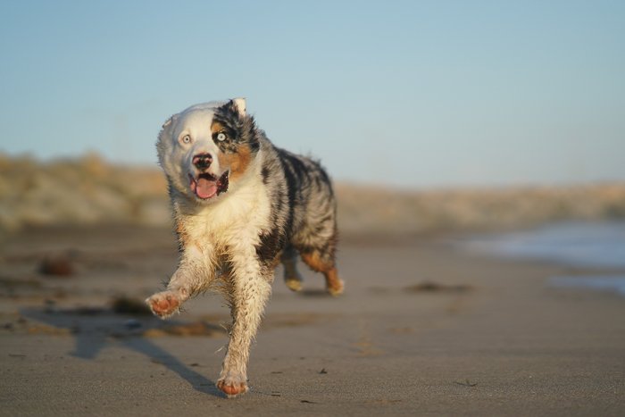 Крутой экшн снимок коричнево-белой собаки, бегущей по пляжу