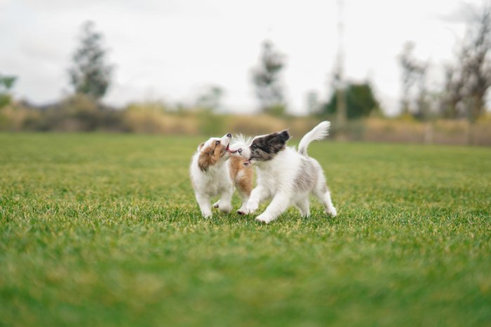 Cool pet photography action shot of two puppies running on grass