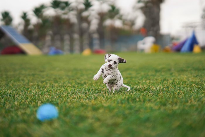 Adorable pet photo of the Dalmatian puppy playing with the ball - dog action photography