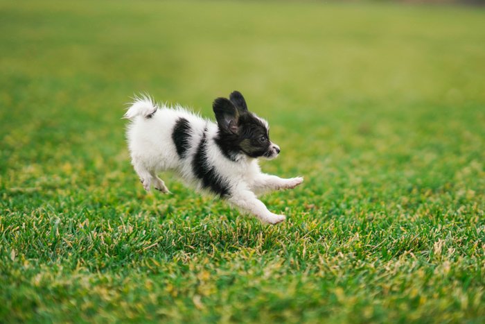 Adorable pet photography action shot of the black and white puppy jumping on grass