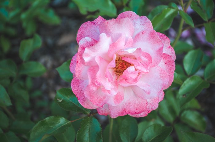 Розовый цветок в саду