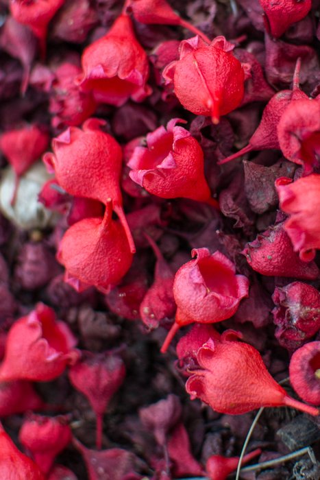 Крупный план лепестков красного цветка на земле