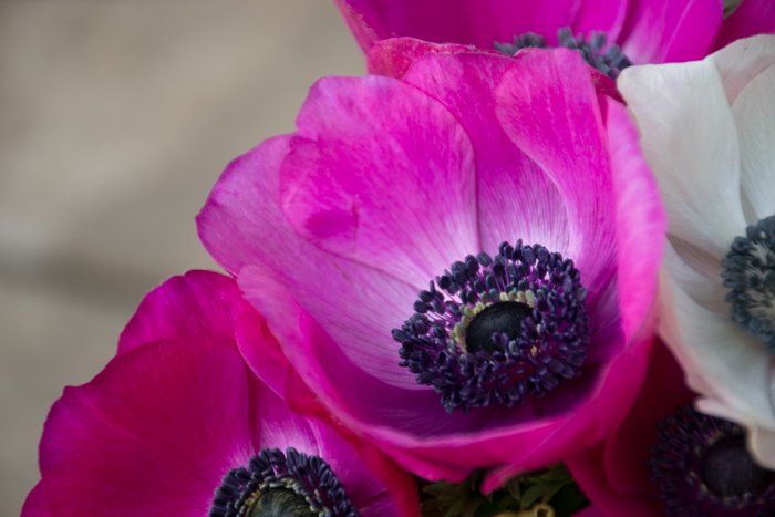 Крупный план фиолетовых цветов в саду