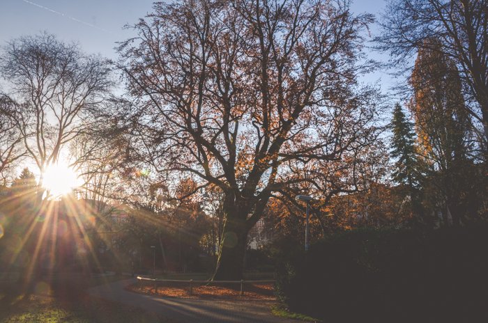 Солнечный свет проникает сквозь деревья в парке