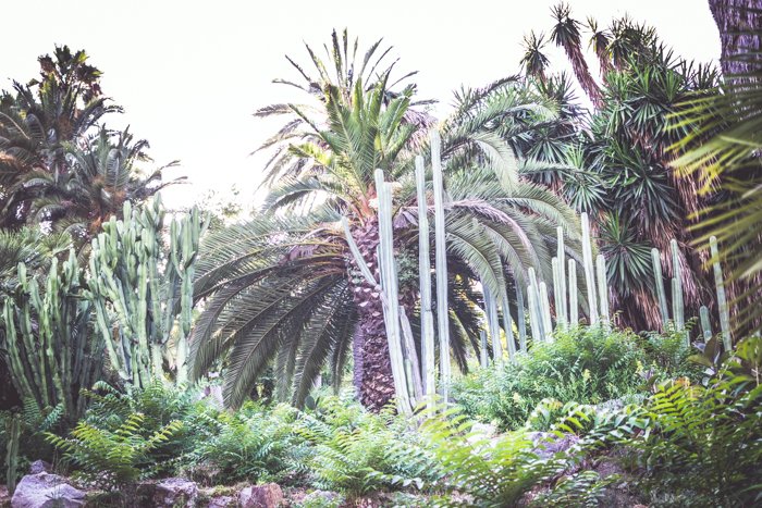 Широкоугольный снимок экзотических деревьев и растений в саду