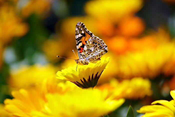 Бабочка на желтом цветке, снятая с использованием аналогичных цветов