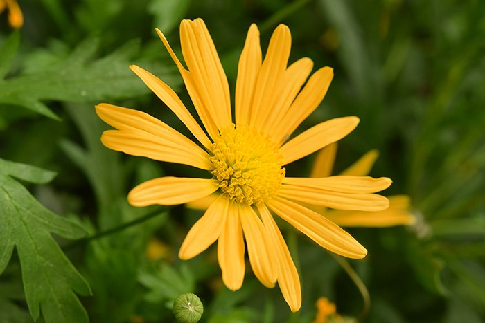 Крупный план желтого цветка среди травы - пример аналогичных цветов в природе