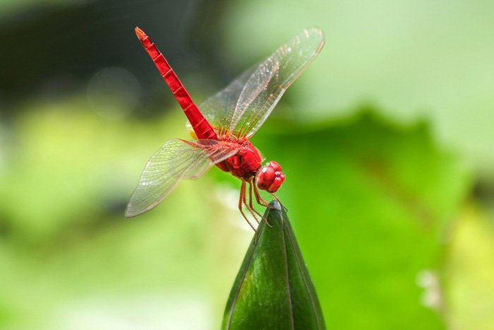 stunning shot of the red dragonfly on the leaf - beautiful dragonfly pictures