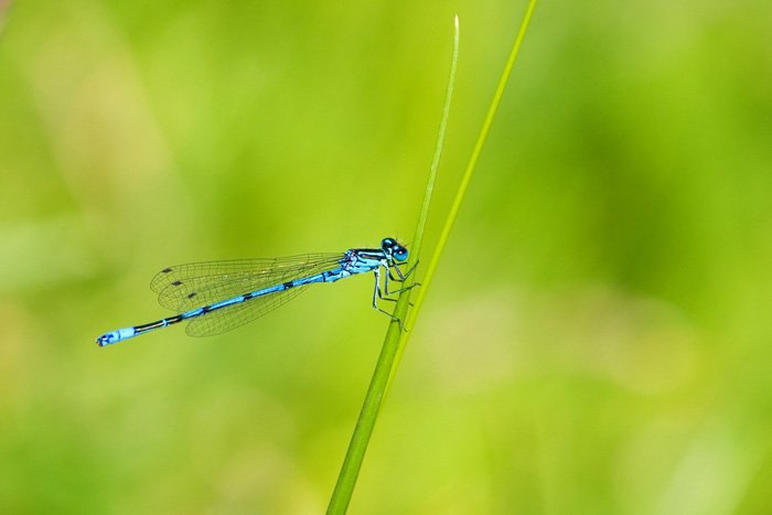 потрясающий снимок синей стрекозы на травинке - красивые стрекозы фото