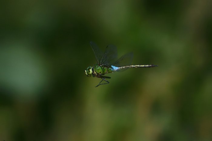 потрясающий снимок зелено-голубой стрекозы в полете - красивые стрекозы фото