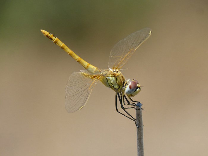 stunning shot of the yellow dragonfly on the blade of grass - beautiful dragonflies pictures