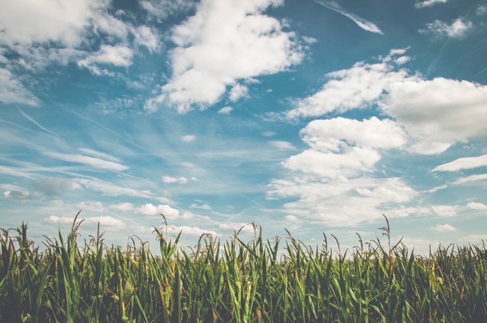 Гармоничный пейзажный снимок травы под облачным небом - теория цвета для пейзажной фотографии