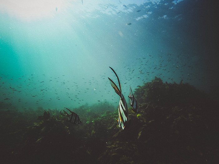 Атмосферное подводное фото плавающей рыбы