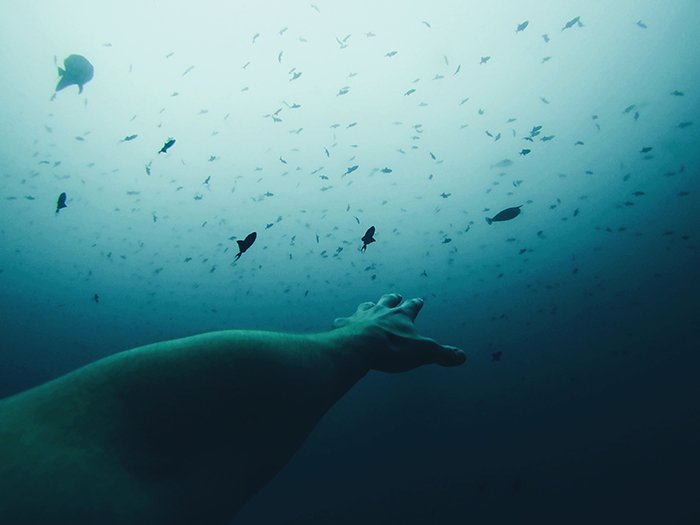 Крутой подводный портрет фотографа, протягивающего руку к косякам рыб