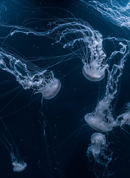 Атмосферное подводное фото плавающей медузы