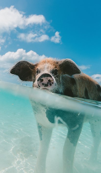 Симпатичный подводный портрет свиньи, плавающей