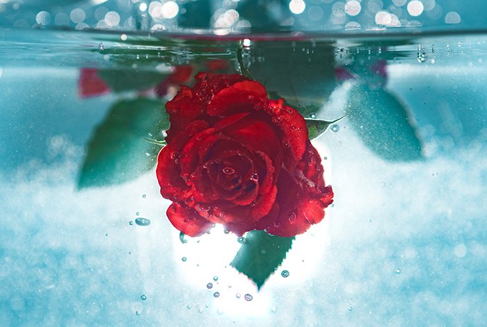 красная роза под водой