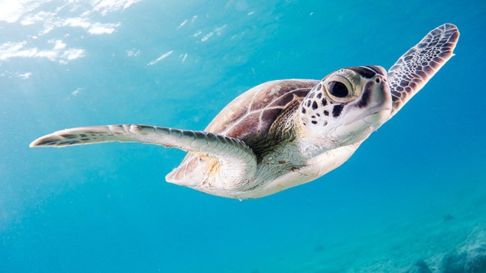 Великолепная морская черепаха плавает под водой