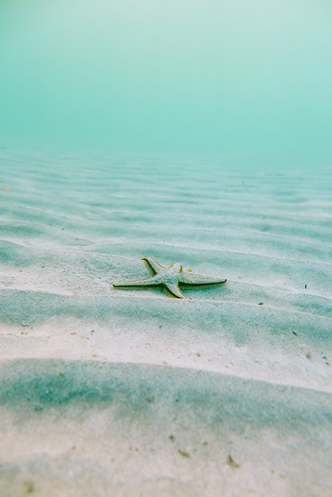 Яркая и радостная фотография морской звезды на песке на мелководье