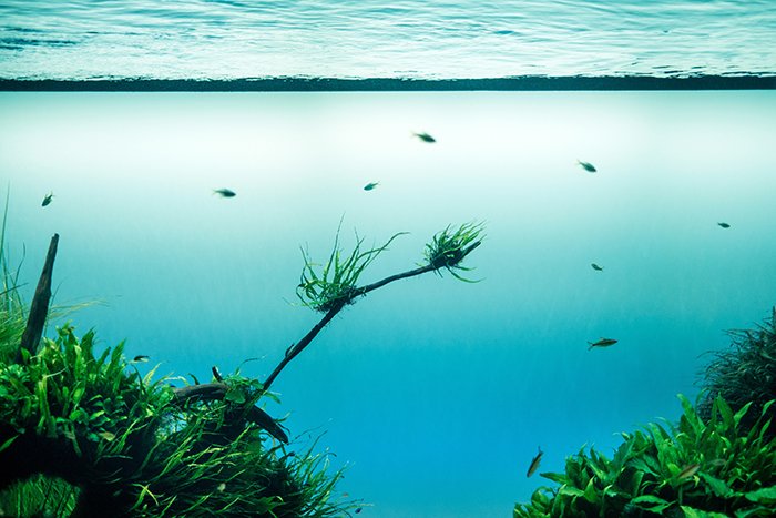 потрясающее фото подводного пейзажа