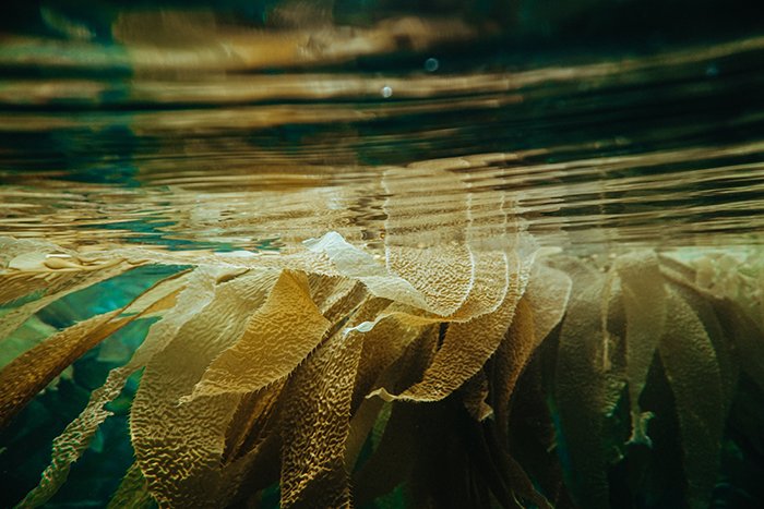 потрясающий подводный снимок растений под водой