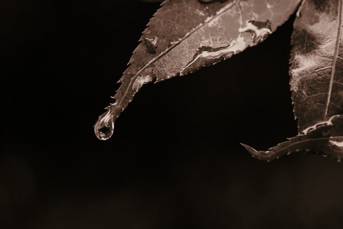 Sepia close up of the water drop rolling off a leaf