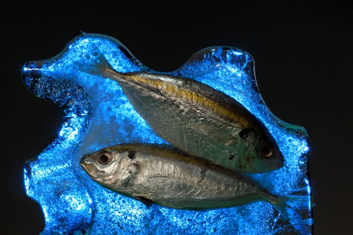 Креативный натюрморт двух мертвых рыб, освещенных сзади с помощью стробоскопа с синим гелем.