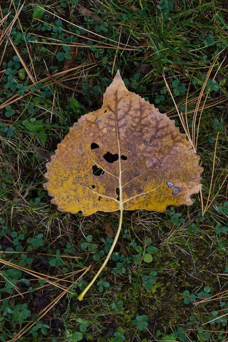 Крупный план осенних листьев на земле - красивые фотографии листьев