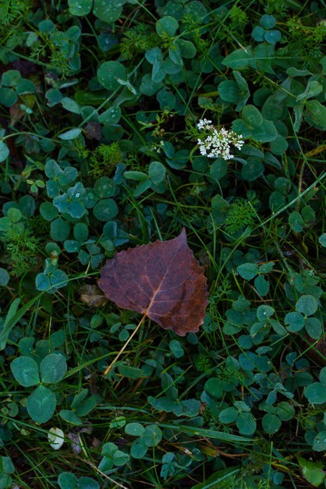 Крупный план осенних листьев на земле - советы по фотографированию листьев