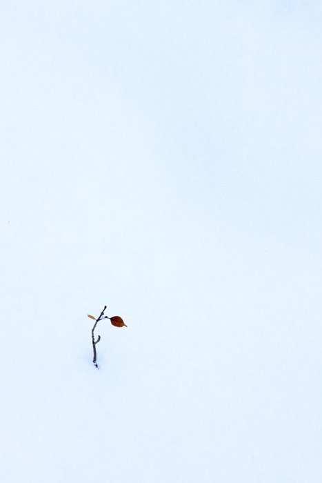 Минималистское фото листьев на ветке в снегу