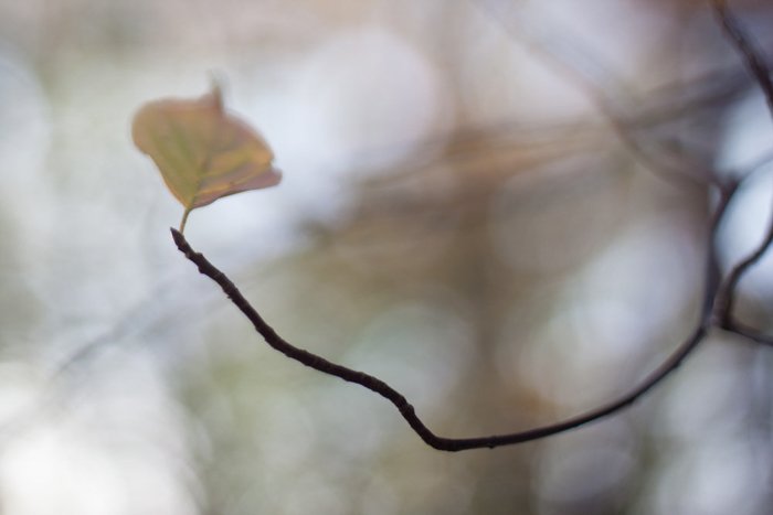 Крупный план осенних листьев на ветке - советы по фотографированию листьев
