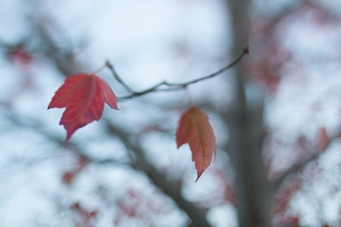 Осенние листья на ветке с размытым фоном