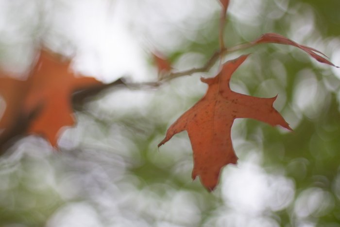 Крупный план осенних листьев на ветке - советы по фотографированию листьев