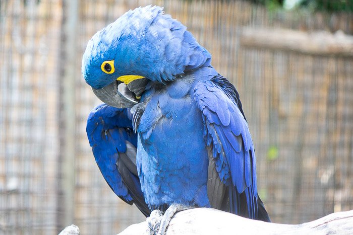Портрет синего попугая, сидящего на ветке