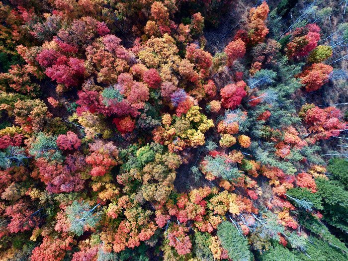 Аэрофотоснимок деревьев в лесу - темы фотографии