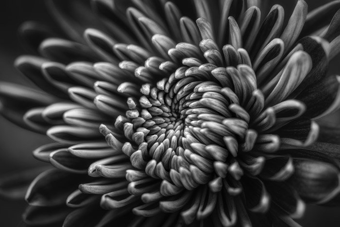 Черно-белый крупный план цветка - темы фотографии