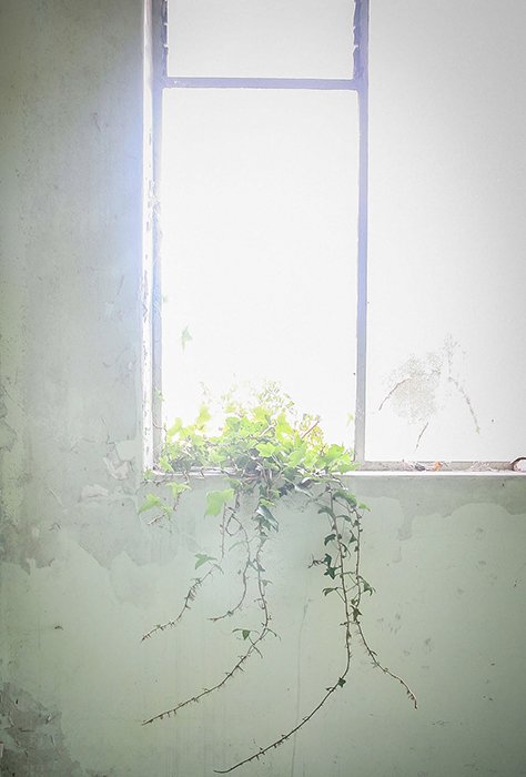 растение на подоконнике, сквозь которое пробивается яркий солнечный свет - советы по тоновой фотографии