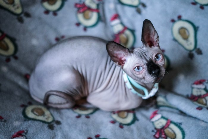 Яркая фотография кошки породы спинкс на узорчатом одеяле