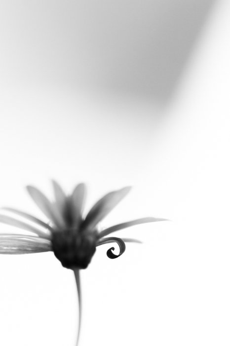 Атмосферная черно-белая макросъемка цветка