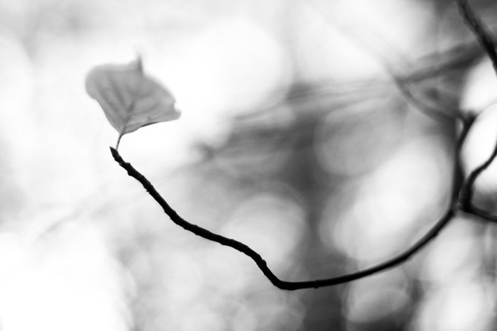 черно-белая макросъемка цветка