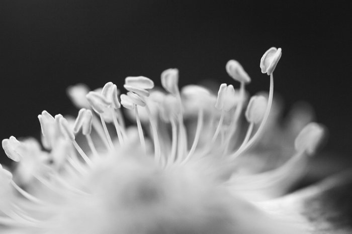 черно-белая макросъемка цветка
