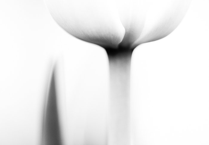 Атмосферная черно-белая макросъемка цветка